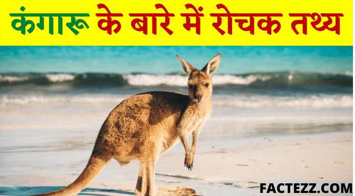About Kangaroo in Hindi | कंगारू के बारे में रोचक तथ्य