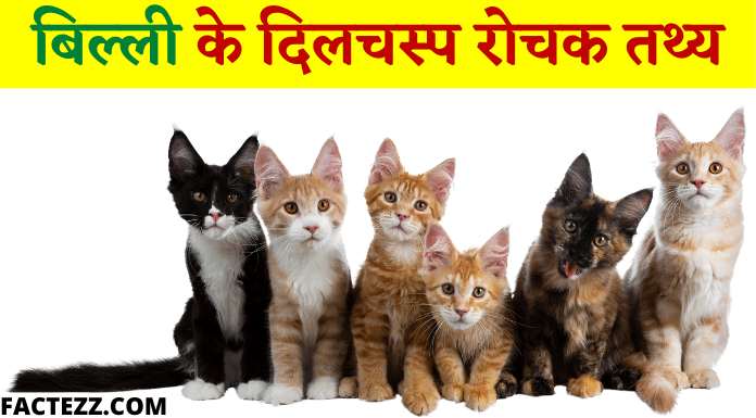 Information About Cat in Hindi | बिल्ली के बारे में रोचक तथ्य