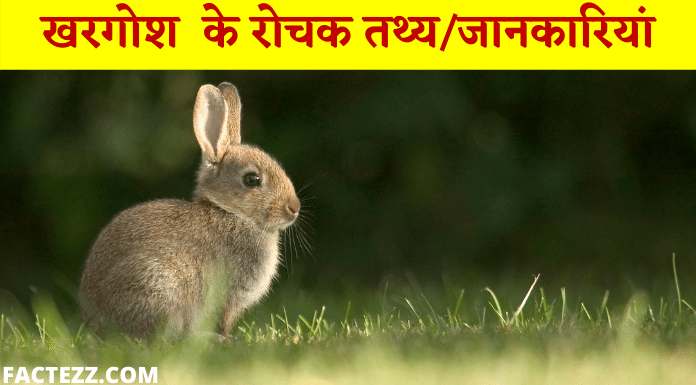 Information About Rabbit in Hindi | खरगोश के रोचक तथ्य/जानकारियां