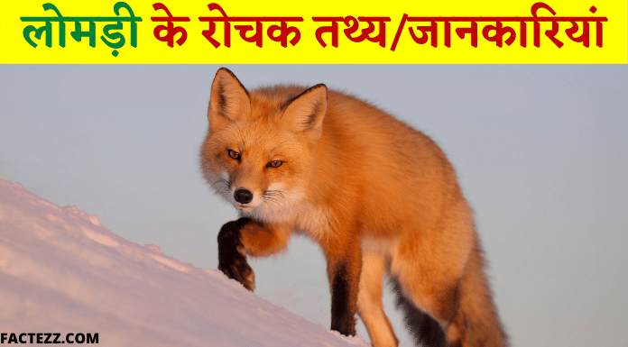 Information About Fox in Hindi | लोमड़ी के रोचक तथ्य/जानकारियां
