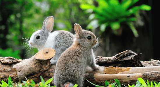 Information About Rabbit in Hindi | खरगोश के रोचक तथ्य/जानकारियां