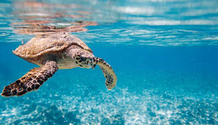Interesting Facts about Tortoise in Hindi | कछुओं के दिलचस्प रोचक तथ्य 