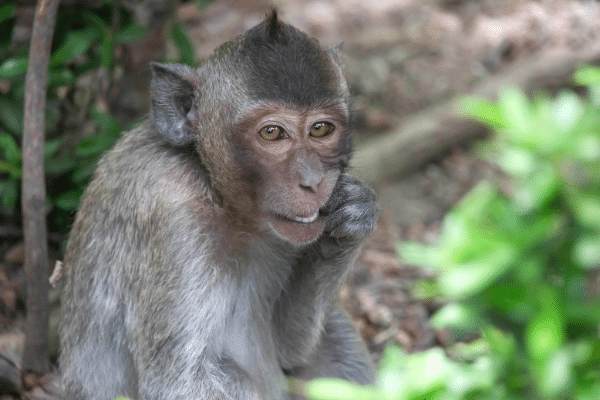 Information About Monkey in Hindi | बंदर के दिलचस्प 50 रोचक तथ्य 