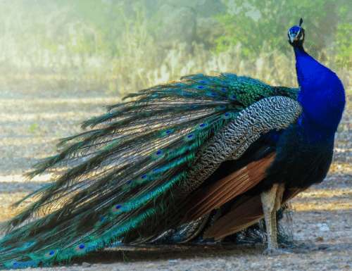 Information About Peacock in Hindi | मोर के दिलचस्प रोचक तथ्य