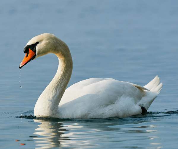 Information About Swan in Hindi | हंस के 50 दिलचस्प रोचक तथ्य