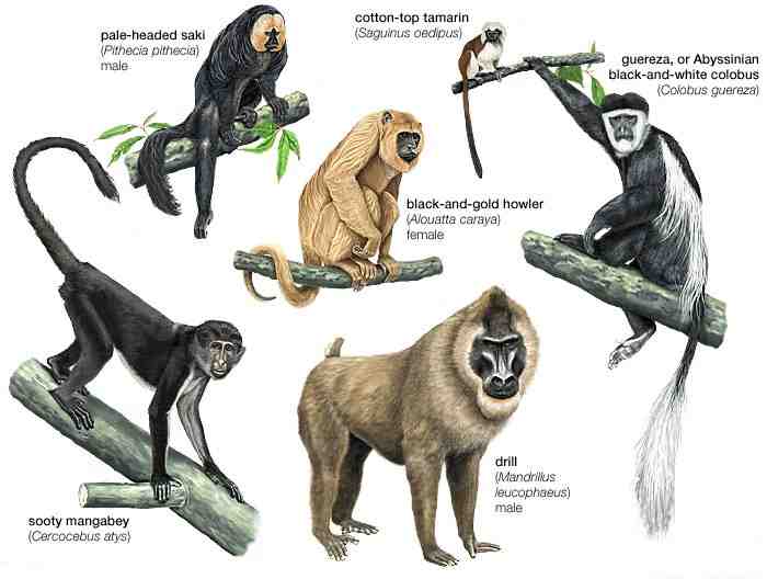 Information About Monkey in Hindi | बंदर के दिलचस्प 50 रोचक तथ्य 