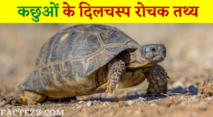 Interesting Facts about Tortoise in Hindi | कछुओं के दिलचस्प रोचक तथ्य