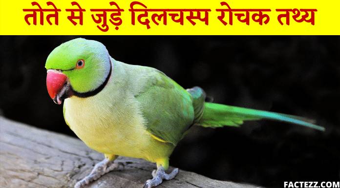 Information About Parrot in Hindi-तोते के दिलचस्प रोचक तथ्य