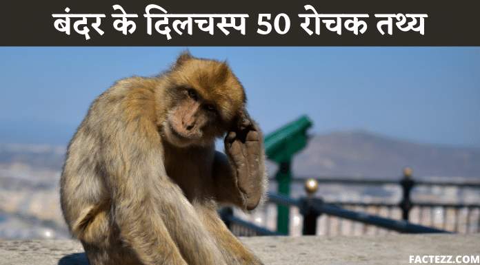 Information About Monkey in Hindi | बंदर के दिलचस्प 50 रोचक तथ्य