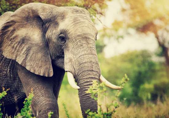 Information About Elephant in Hindi | हाथी के 50 दिलचस्प रोचक तथ्य