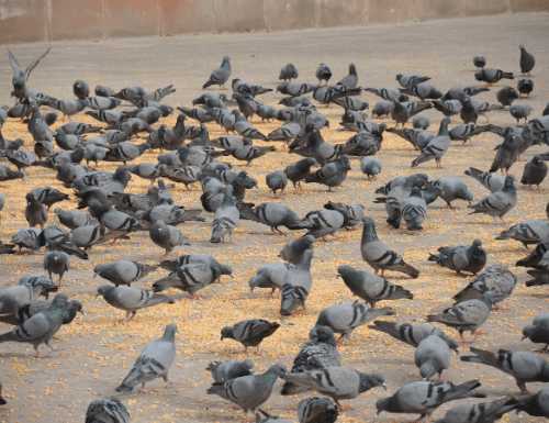 Information About Pigeon in Hindi | कबूतर के 50 दिलचस्प रोचक तथ्य