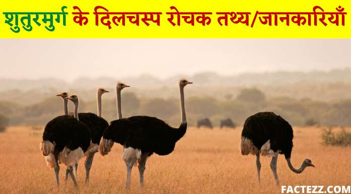 Interesting Information About Ostrich in Hindi | शुतुरमुर्ग के दिलचस्प रोचक तथ्य