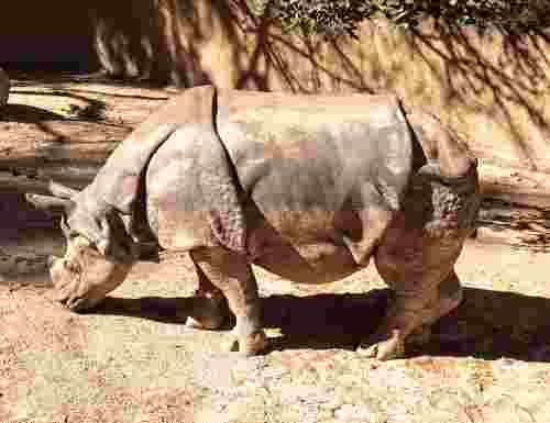 Information About Rhinoceros in Hindi | गेंडे से जुड़े हैरान कर देने वाले दिलचस्प रोचक तथ्य