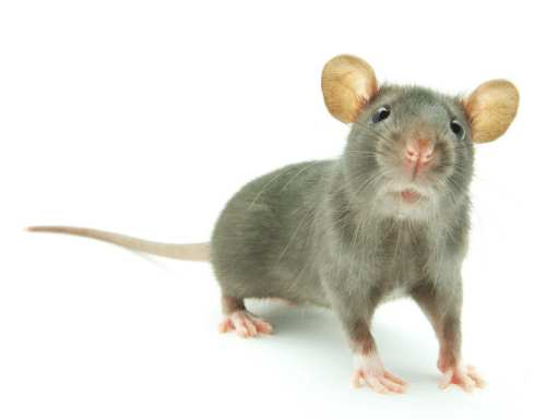 Information About Rat in Hindi | चूहे के बारे में दिलचस्प रोचक तथ्य