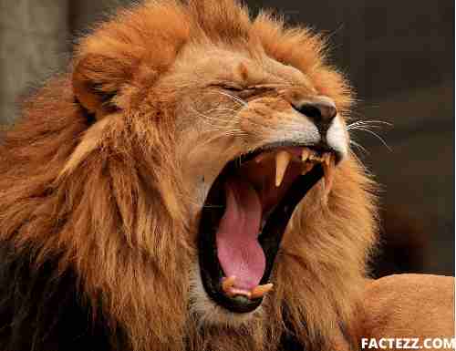 Amazing Facts & Information about Lion in Hindi | शेर के बारे में हैरान कर देने वाले रोचक तथ्य 