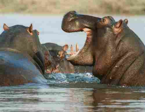 Information About Hippopotamus in Hindi | दरियाई घोड़ा के दिलचस्प रोचक तथ्य