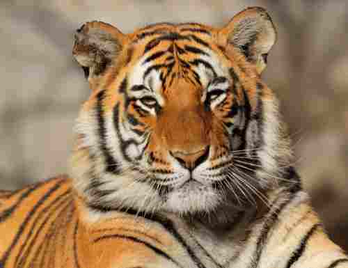 Interesting Information About Tiger in Hindi | बाघ के हैरान कर देने वाले दिलचस्प रोचक तथ्य 