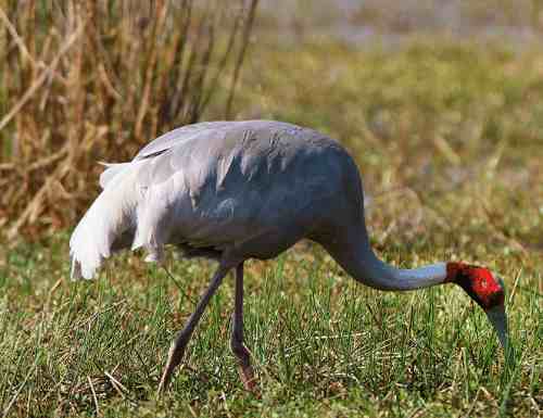 Information About Sarus Crane in Hindi | सारस पक्षी के दिलचस्प रोचक तथ्य