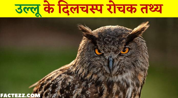 Information About Owl in Hindi | उल्लू के दिलचस्प रोचक तथ्य