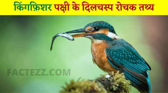 Information About Kingfisher Bird in Hindi | किंगफ़िशर पक्षी के दिलचस्प रोचक तथ्य
