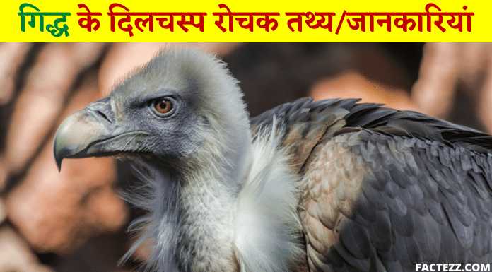About Vulture in Hindi | गिद्ध के दिलचस्प रोचक तथ्य/जानकारियां