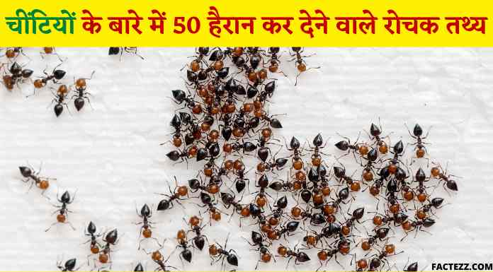 Interesting Information About Ants in Hindi | चींटियों के बारे में 50 हैरान कर देने वाले रोचक तथ्य