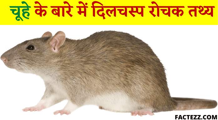 Information About Rat in Hindi | चूहे के बारे में दिलचस्प रोचक तथ्य