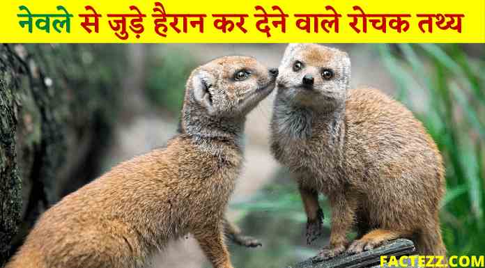 Information About Mongoose in Hindi | नेवले से जुड़े दिलचस्प रोचक तथ्य