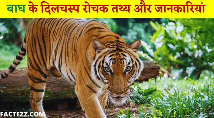Information About Tiger in Hindi | बाघ के दिलचस्प रोचक तथ्य
