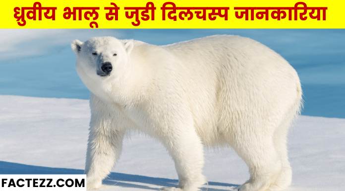 information about polar bear in hindi