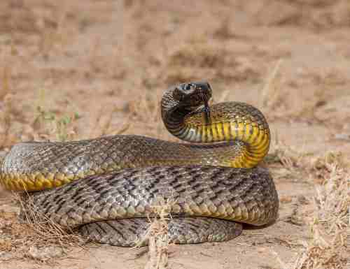 Information About Snake In Hindi | सांप के हैरान कर देने वाले दिलचस्प रोचक तथ्य